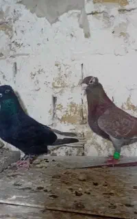 گرفتنی زاغ دم سفید