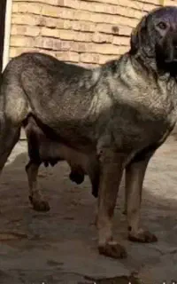 ماده پژدر