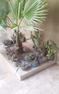 کاکتوس