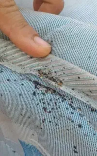 سمپاشی ساس موریانه سم پاشی سوسک
