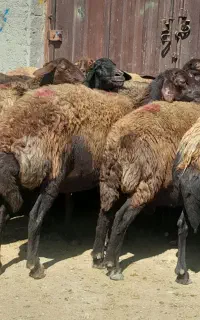 میش افشاری وغزل افشار ابستن