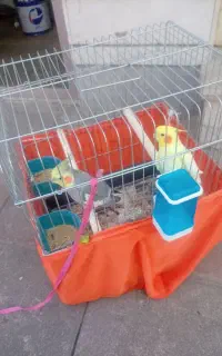 عروس هلندی