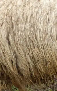 پشم گوسفند امسال