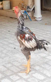 مرغ لاری و خروس طوسی