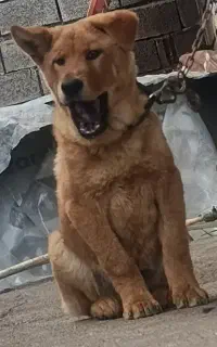 نگهبان اصالت دار