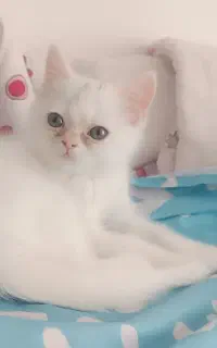 بچه گربه پرشین سفید