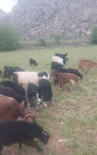 بز و چپش برای داشت و قربانی