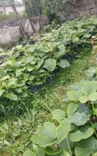 نهال کیوی‌‌ هایوارد
