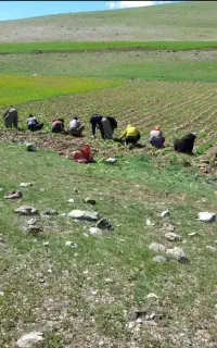 سرکارگرخدمات کشاورزی و اکیپ کارگری *افلاک*