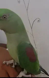 شاه طوطی