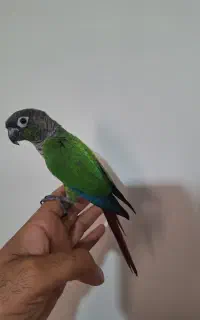 طوطی گرینچیک یلوساید نر سخنگو