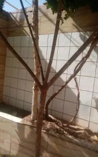 کاشی سرامیک کاری