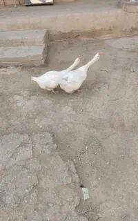 قوغاز خانگی