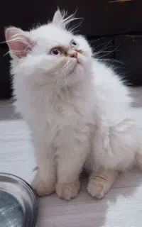 بچه گربه هیمالین رد پوینت