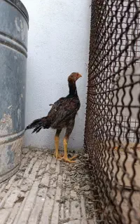 جوجه لاری