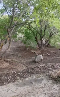 باغ تقریبا ۳هزار متر