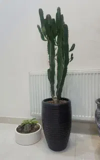 گل کاکتوس با گلدان