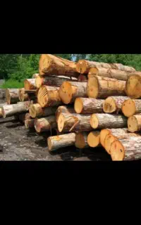 خریدن‌درخت وبریدن نخل(قطع کردن هرس کردن درختان)