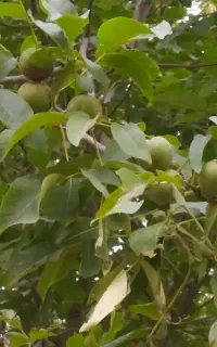 فروش گردو سبز