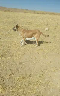 سگ سرابی ماده