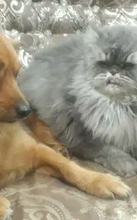گربه وسگ باهم فقط۳