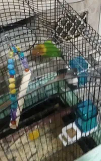 پرنده