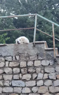 سیم کارت رند ایرانسل
