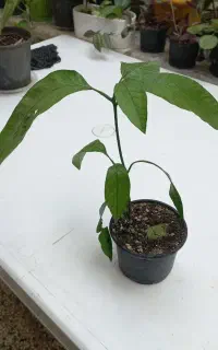نهال انبه