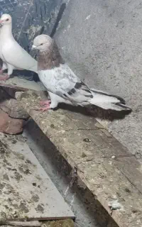 سرول نروماده