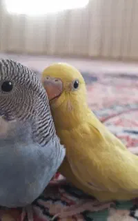 مرغ عشق گم شده