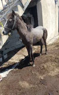 کره اسب