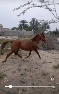 فروش اسب مادیون کورسی