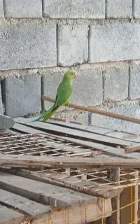 فروش طوطی