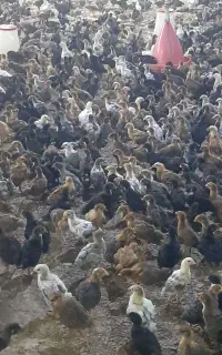 جوجه گلپایگان