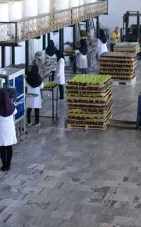 استخدام نیروی کار برای بسته بندی عسل