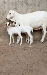 بز میش دوقلوزا