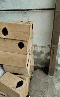 قفس چوبی برای پرنده