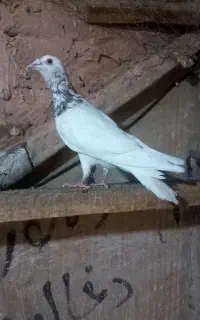 کفتر