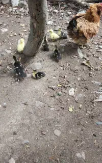 جوجه اردک اسرائیلی