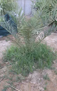 فروش نخل سمبرون