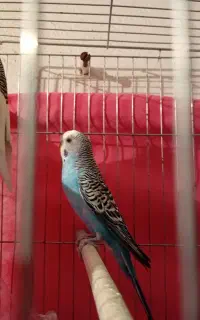 فروش مرغ عشق