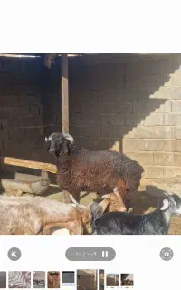 بره شاخ باز