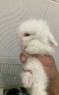 بچه خرگوش لوپ