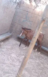 کره مادیان