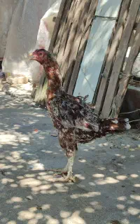 مرغ لاری