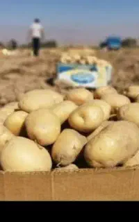 خرید و فروش سیب زمینی و محصولات کشاورزی