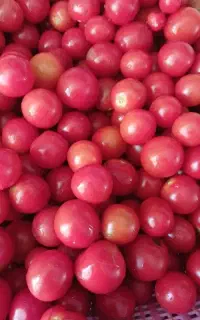 گوجه گیلاسی