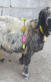 بره قوچی