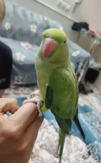 طوطی ملنگو