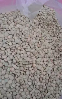 عدس زود پز